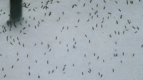 A lot of mosquitoes attack a tent Stock-Footage 222824148