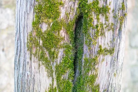 A lot of moss on the tree grows Stock Photos
