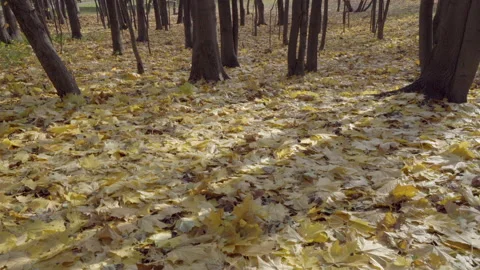 Lot of multi-coloured leaves on the ground Stock Footage 220142809
