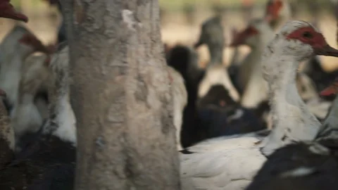 A lot of muscovy duck in chicken farm Stock Footage 89304635