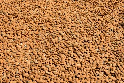 Lot of nuts on the ground for drying Stock-Fotos