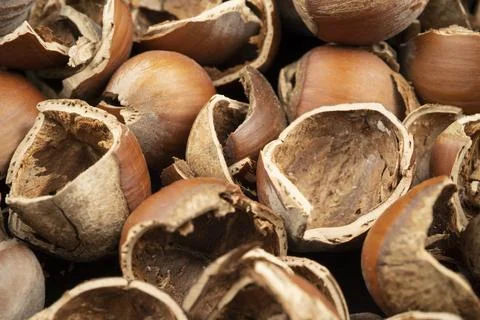 Lot of nutshell. Top view hazelnut shells Stock Photos