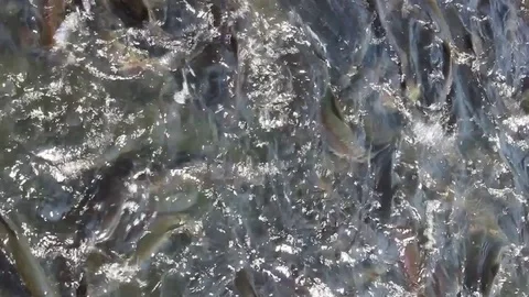 A lot of orange floating fish, trout farming Vidéo 76925982