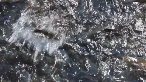 A lot of orange floating fish, trout farming Vidéo 76925995