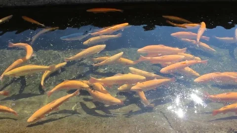A lot of orange floating fish, trout farming Stock Footage
