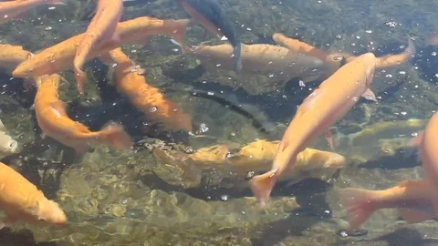 A lot of orange floating fish, trout farming Stock Footage