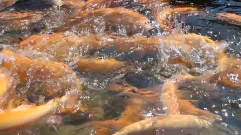 A lot of orange floating fish, trout farming Vidéo 76926046