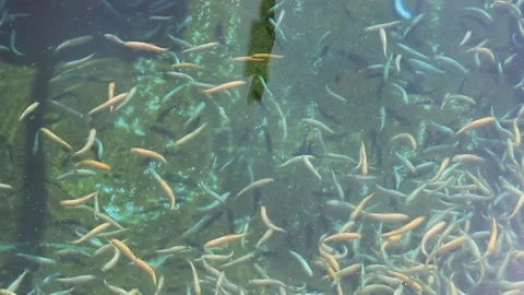 A lot of orange floating fish, trout farming Vidéo 76926056