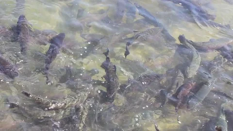 A lot of orange floating fish, trout farming Vidéo 76926072