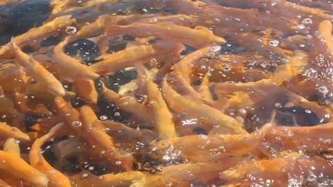 A lot of orange floating fish, trout farming Vidéo 76926107
