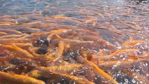 A lot of orange floating fish, trout farming Vidéo 76926126