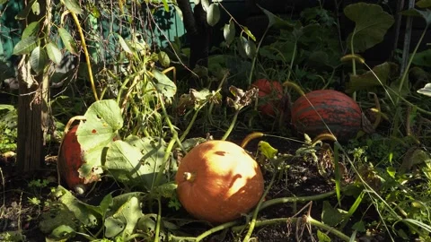 A lot of orange pumpkins are lying on the ground on the grass. Stock Footage 167325008