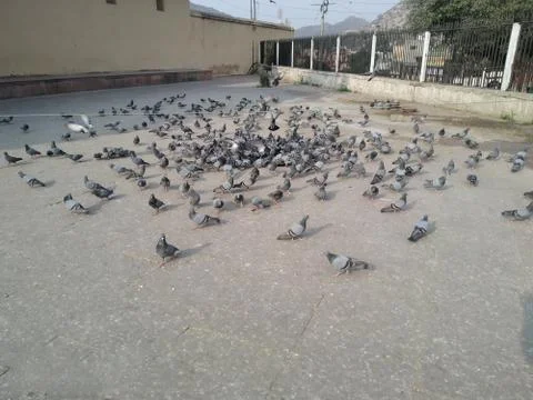 A lot of pigeon Stock Photos