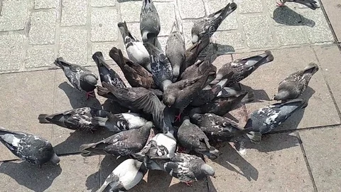 A lot of pigeons eating bread in the old town square. competition for food, eat Stock Footage 113215765