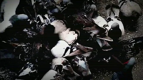 A lot of pigeons eating bread in the old town square. competition for food, eat 스톡 동영상 113215799