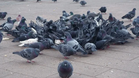 A lot of pigeons, flutter and the crowd in the square Stock Footage 129731724