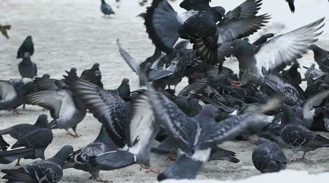 A lot of pigeons taking off from the sidewalk Video stock 60977203