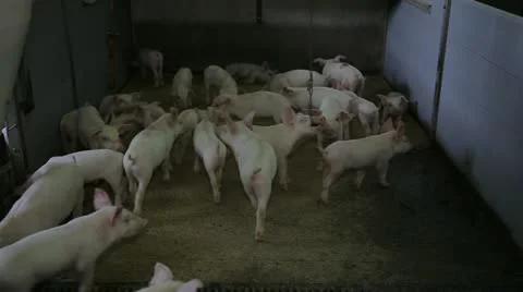 A lot of pigs on the farm 動画素材 11018764