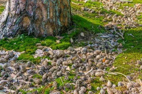 A lot of pine cones next to a tree trunk lying in the moss in the forest Stock Photos