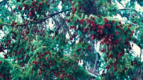 A lot of pine cones on a tree on a windy day Stock-Footage 331655787