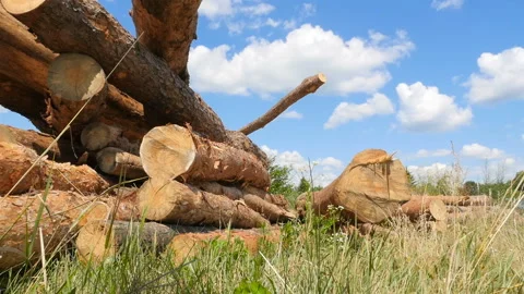 A lot of pine logs. Large deforestation. The raw material lies on the green Stock Footage 120133357