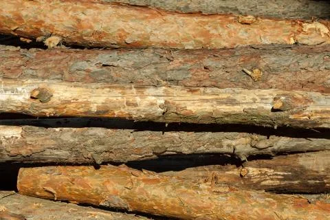 A lot of pine logs Stock Photos