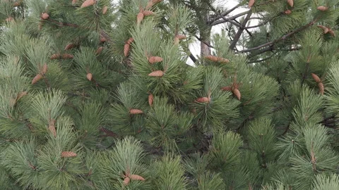 A lot of pine needles. Nature background Stock Footage 149967562
