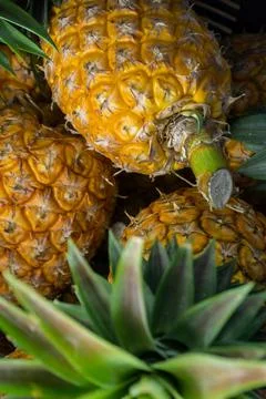 A lot of pineapple fruit background Fotos Stock