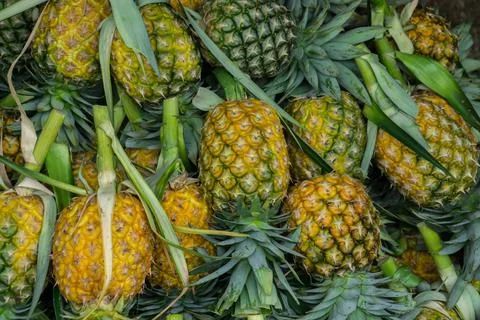 A lot of pineapple fruit background Fotos Stock