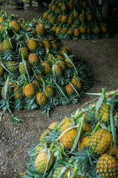 A lot of pineapple fruit background Fotos Stock