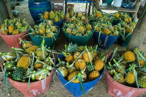 A lot of pineapple fruit background Stock-Fotos