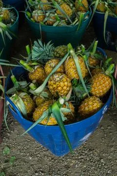 A lot of pineapple fruit background Fotos Stock