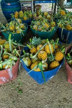 A lot of pineapple fruit background Fotos Stock