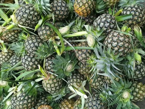 A lot of pineapple fruit background Stock Photos