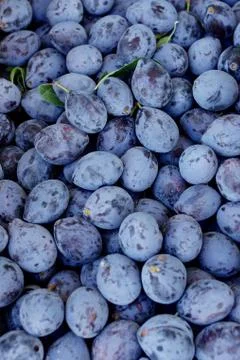 Lot plums background. Stock Photos