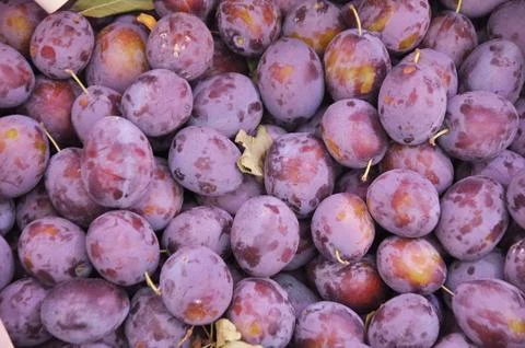 A lot of plums backround Stock Photos