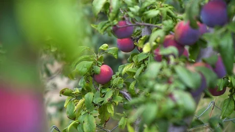 A lot of plums of the plum tree Stock Footage 94034657