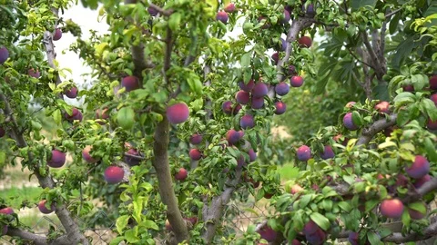 A lot of plums of the plum tree Stock Footage 94034936