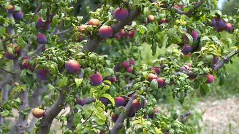 A lot of plums of the plum tree Stock Footage 94035134