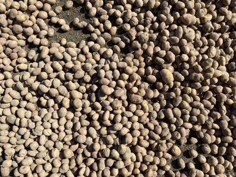 A lot of potatoes are dried in the sun Stock Photos