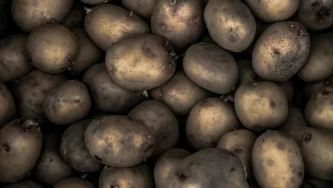 A lot of potatoes Stock Photos