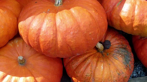 Lot of pumpkin. Stock Footage 33709679
