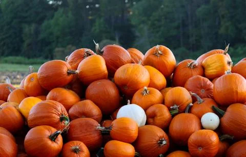 Lot of pumpkin Stock Photos