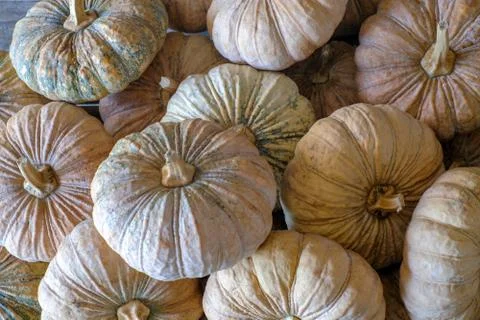 A lot of pumpkin Stock Photos