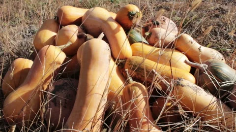 A Lot Of Pumpkins Stock-Footage 42148415
