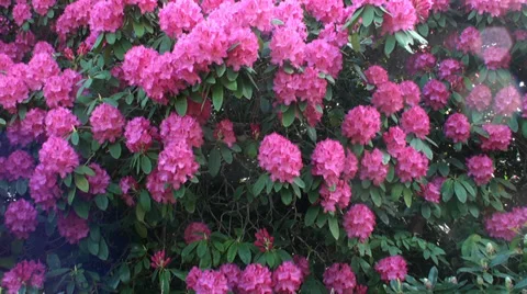 A lot of Purple Flowers Stock Footage 38045997