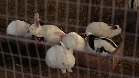 A lot of Rabbits Stock Footage 75038647