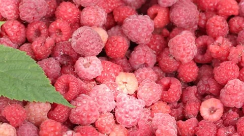 Lot of raspberries with green leaf panning background Stock Footage 8290193