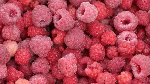 Lot of raspberries yield background Stock Footage 7909986