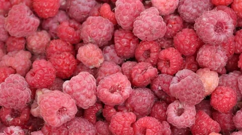 Lot of raspberries yield panning background Stock Footage 7909834